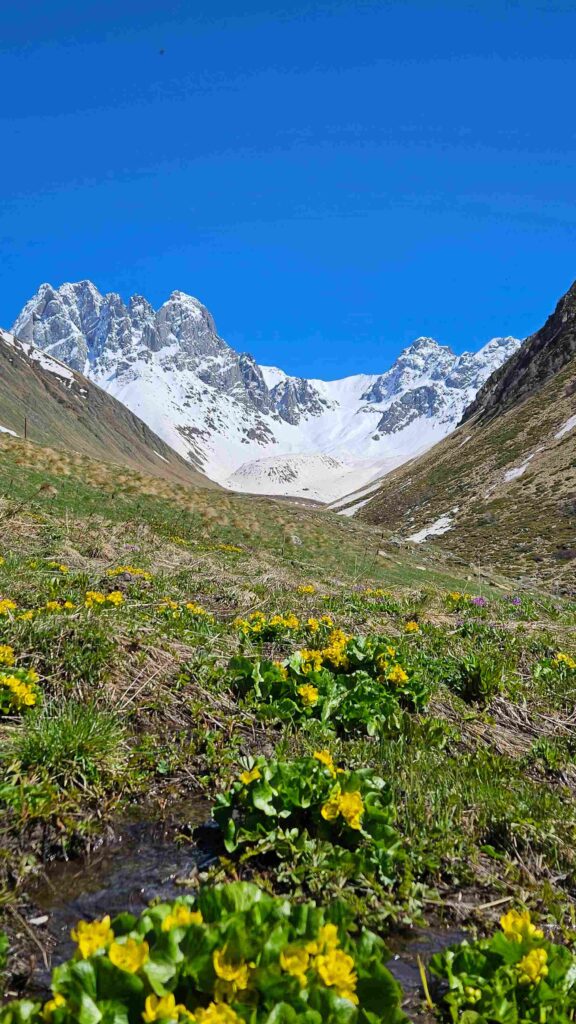 Alpine flowers Chaukhi massif Juta Valley bike tour June Georgia